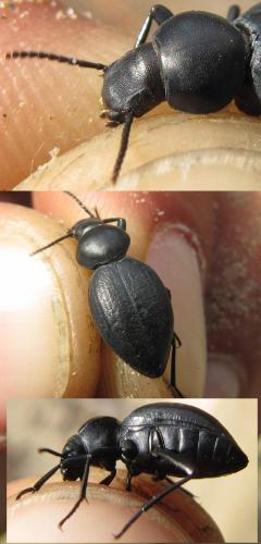 Réf. 193 274 : Tentyria mucronata mucronata